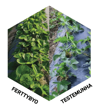 Fitolivos Ferttybyo