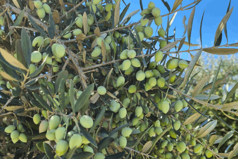 Fitolivos Olival